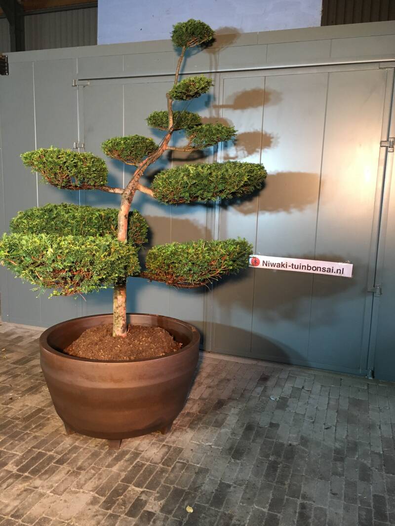 bonsai taxus