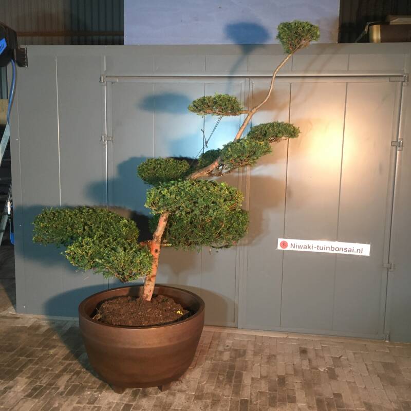 bonsai taxus
