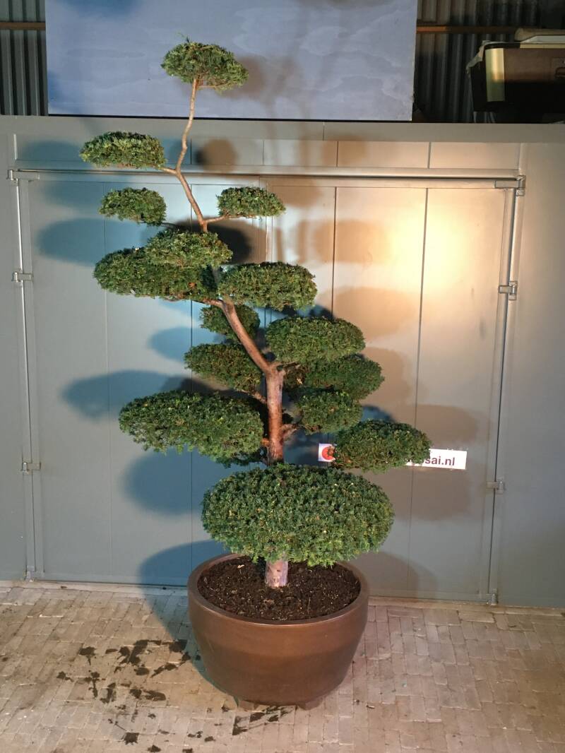 niwaki taxus