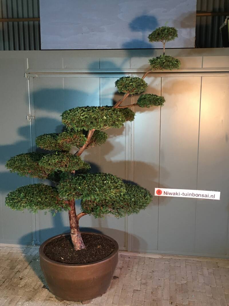 tuinbonsai taxus