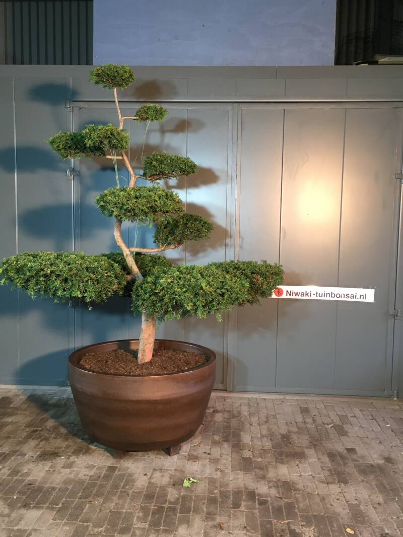 tuinbonsai taxus