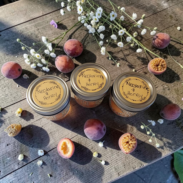 Nectarine & Honey 4oz  candle