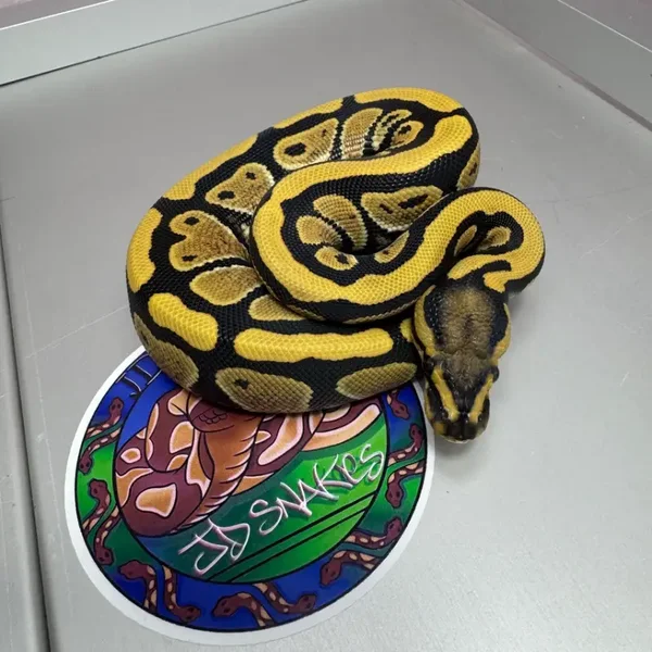 Desert Ghost het Cryptic 50% het Pied