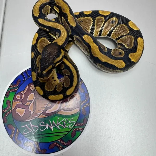 DH Cryptic Desert Ghost 50% het pied
