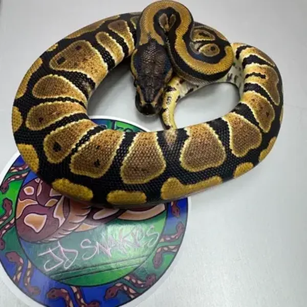 DH Cryptic Desert Ghost 50% Het Pied