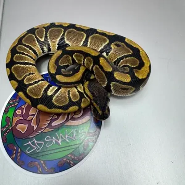 DH Cryptic Desert Ghost 50% Het Pied