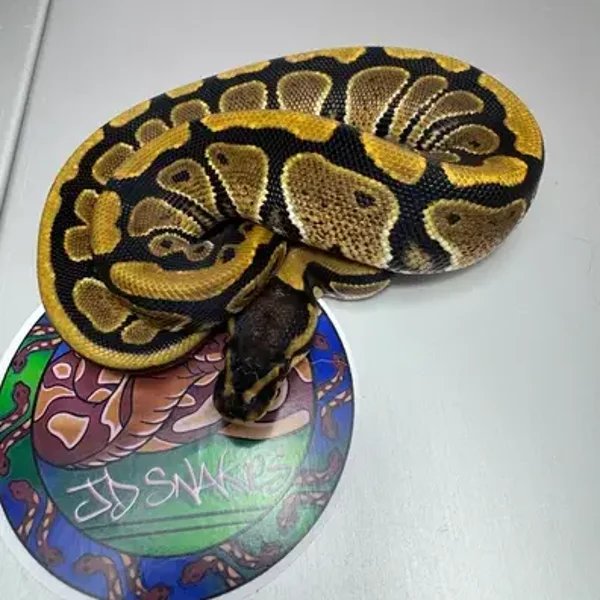 DH Cryptic Desert Ghost 50%Het Pied