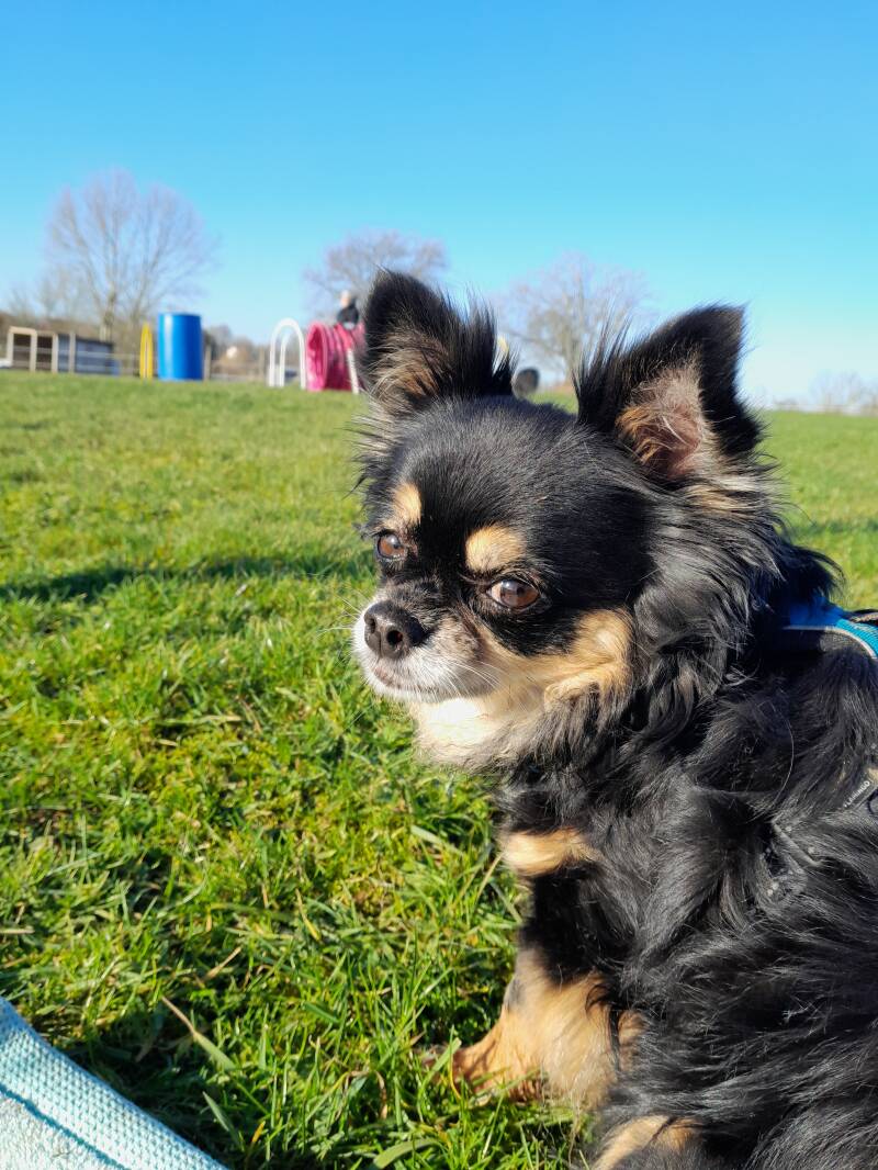 Joey en pause au cours de Hoopers avec Priscillia de Dog-e-Motion.