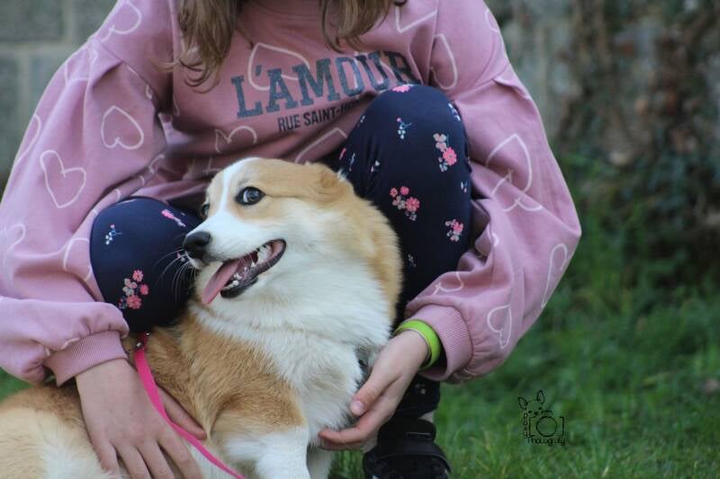 Automne - Corgi - Femelle (Ecole des Chiots).