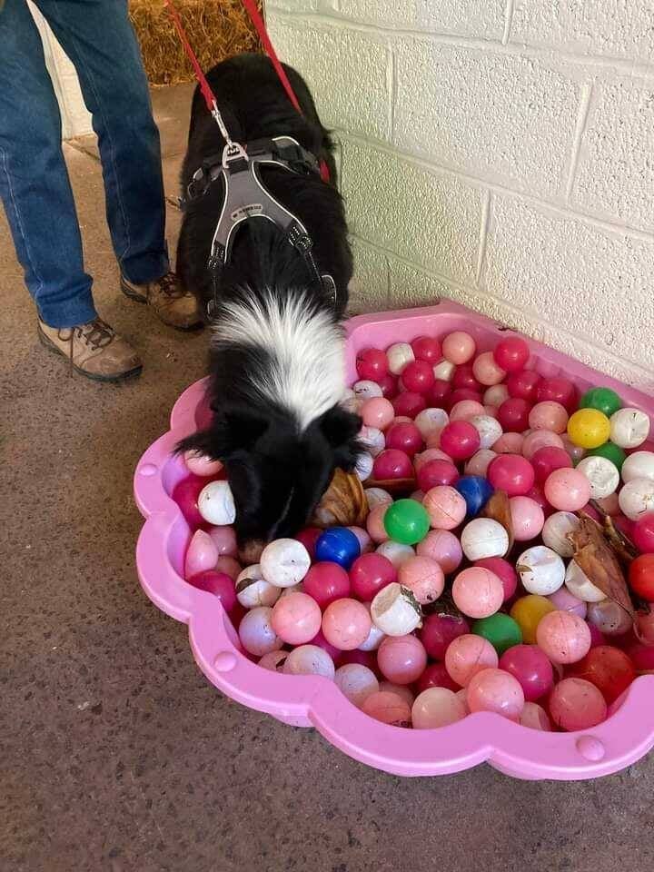 Jeu de Flair pour Sam (Portes Ouvertes Meute Malia, Année 2022)