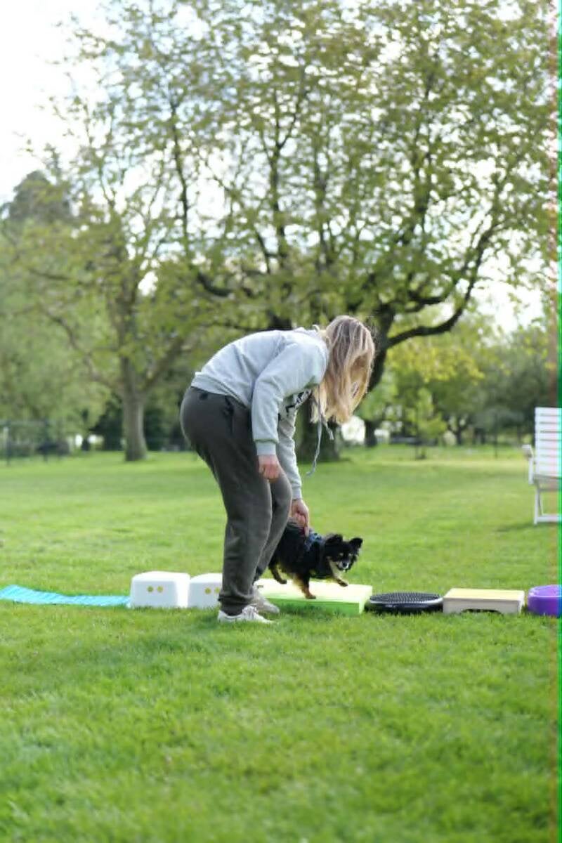 Stage/Atelier : Initiation au Fitness Canin spécial chiens seniors avec Joey.