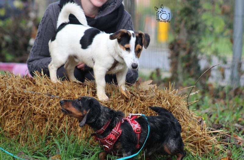 - Ecole des Chiots -