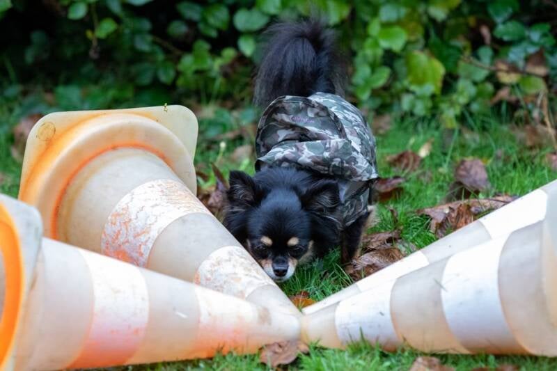 Joey test la Détection !