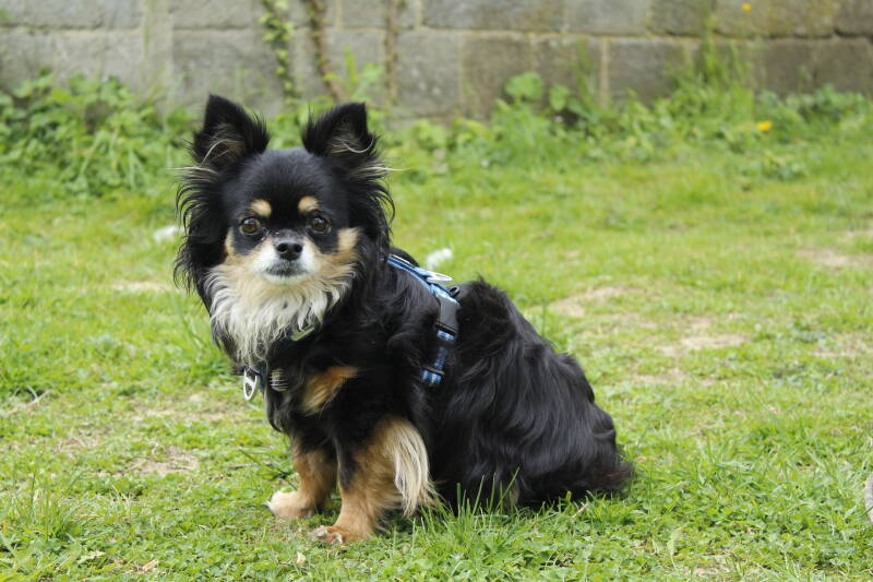 Le + mignon des Chichis !!!