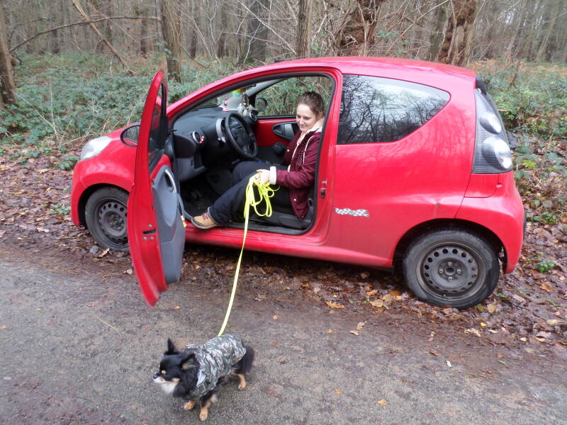 Premier initiation au Mantrailing pour Joey avec Morgane de L'Essence de la Meute.