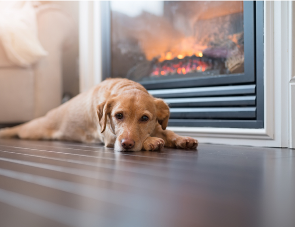 Läufigkeit/Scheinträchtigkeit