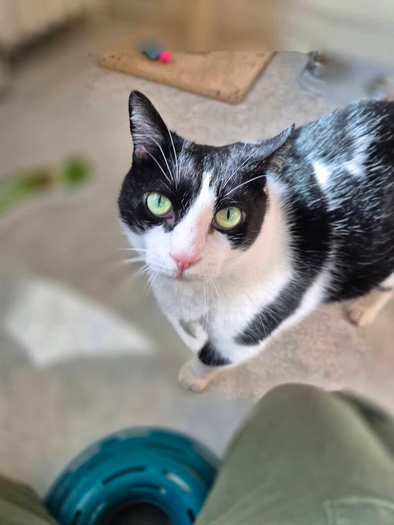 Kidi