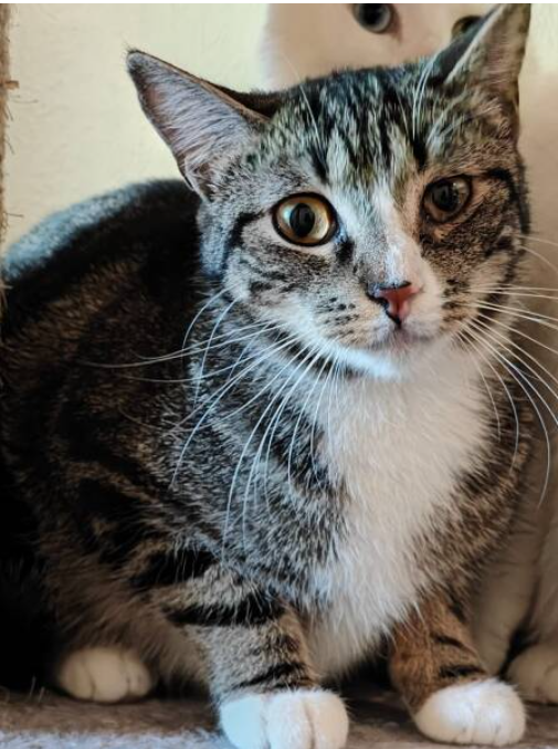 Caesie