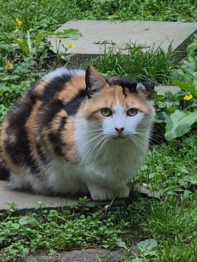 Héra