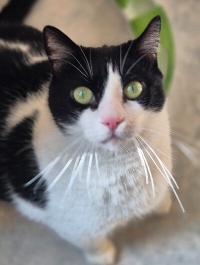 Kidi