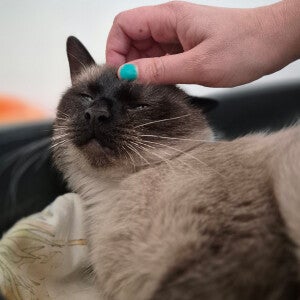 Lyra