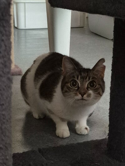 Mica