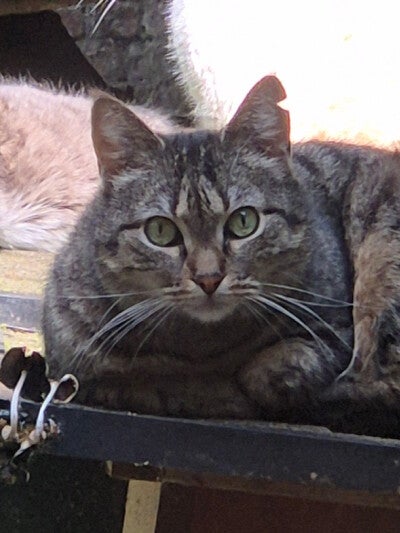 Olympe
