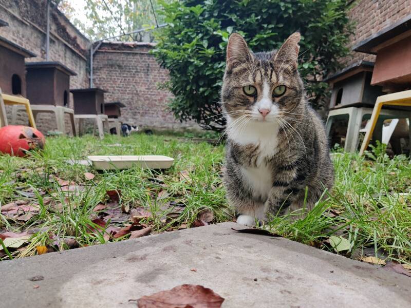Biscotte