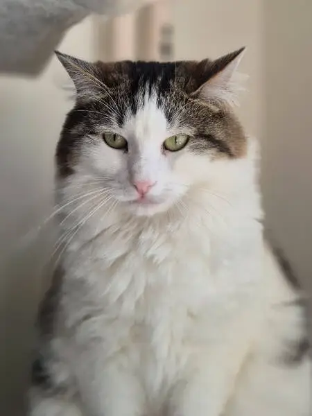 Laska