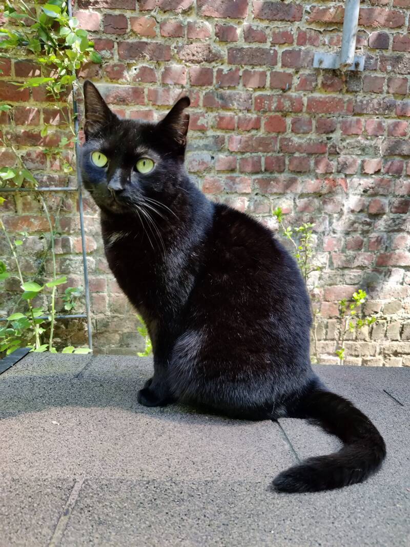 Penelope