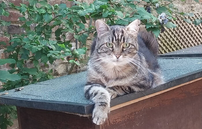 Suzon