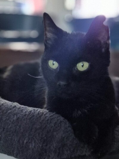 Pénélope