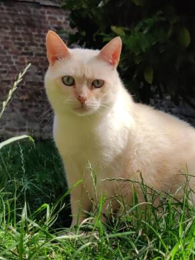 Simenot