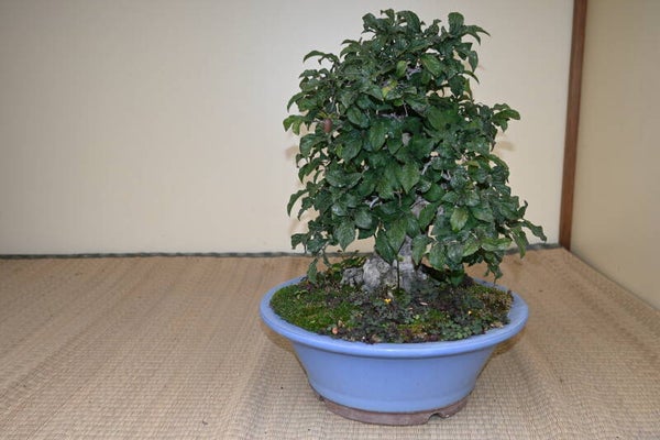 Diospyros Rhombifolia