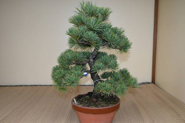 Pinus Parvifolia