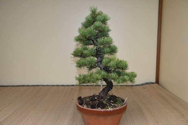 Pinus Parvifolia