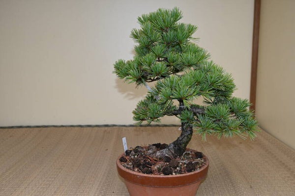 Pinus Parvifolia