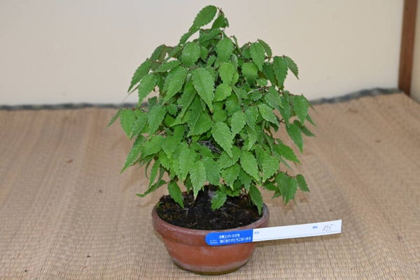 Zelkova Serrata