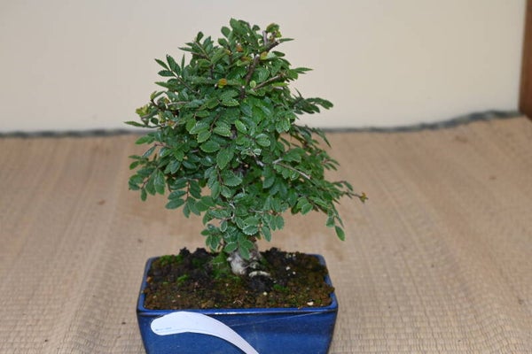 Zelkova Nire