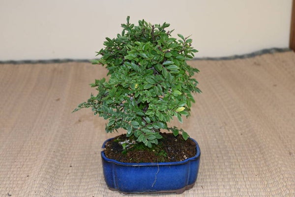 Zelkova Nire