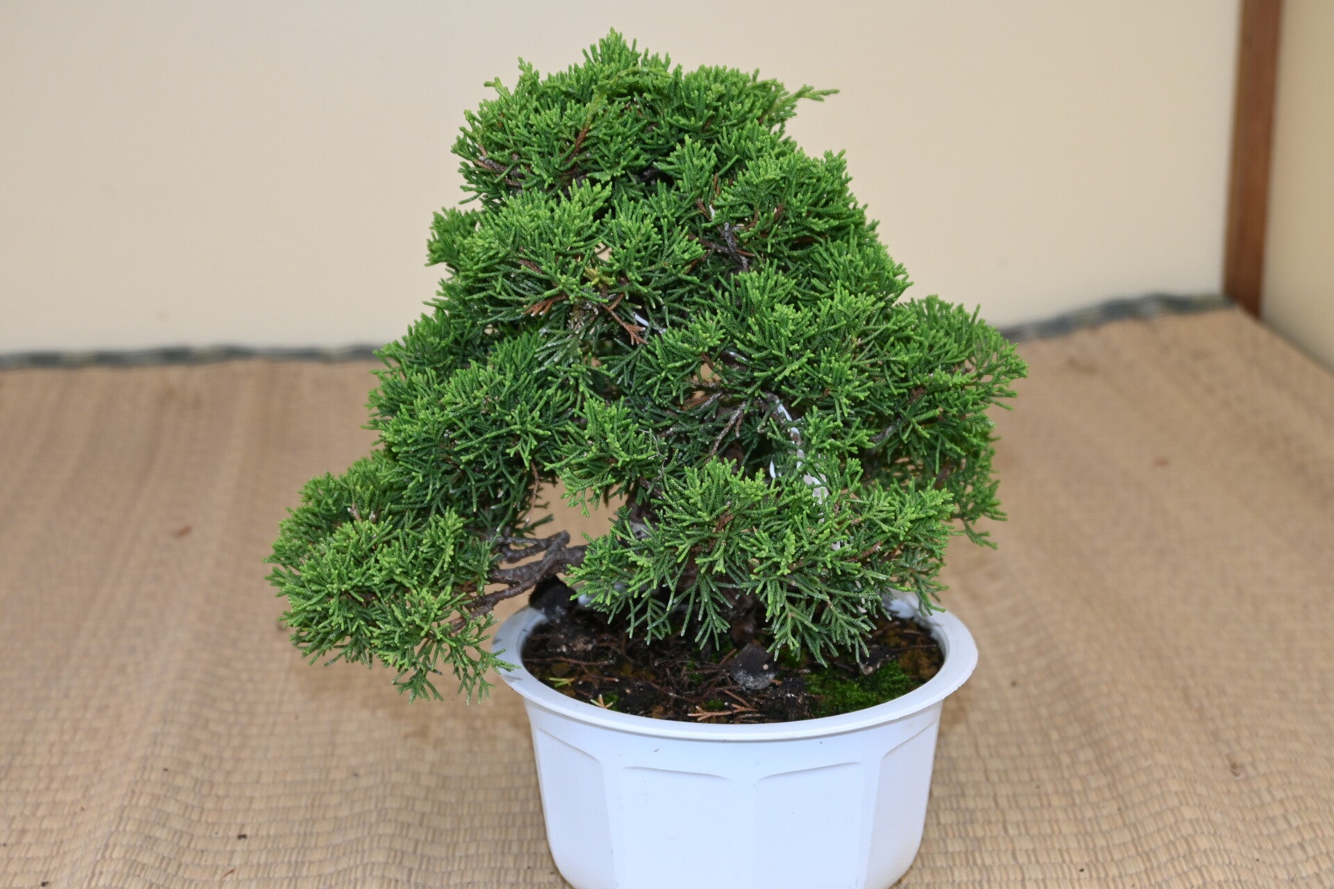 Juniperus Chinensis Itoigawa