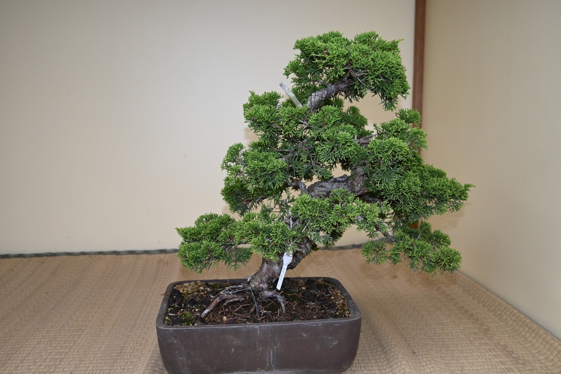 Juniperus Chinensis Itoigawa