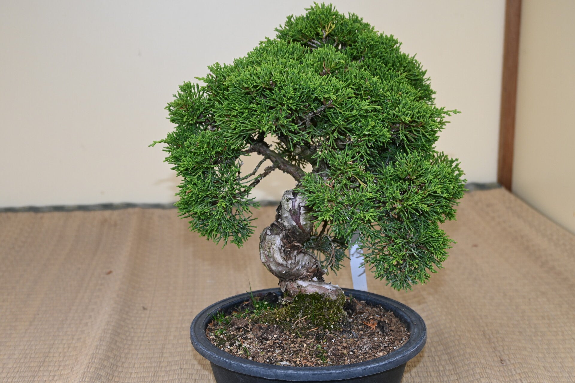Juniperus Chinensis Itoigawa