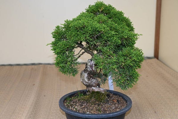 Juniperus Chinensis Itoigawa