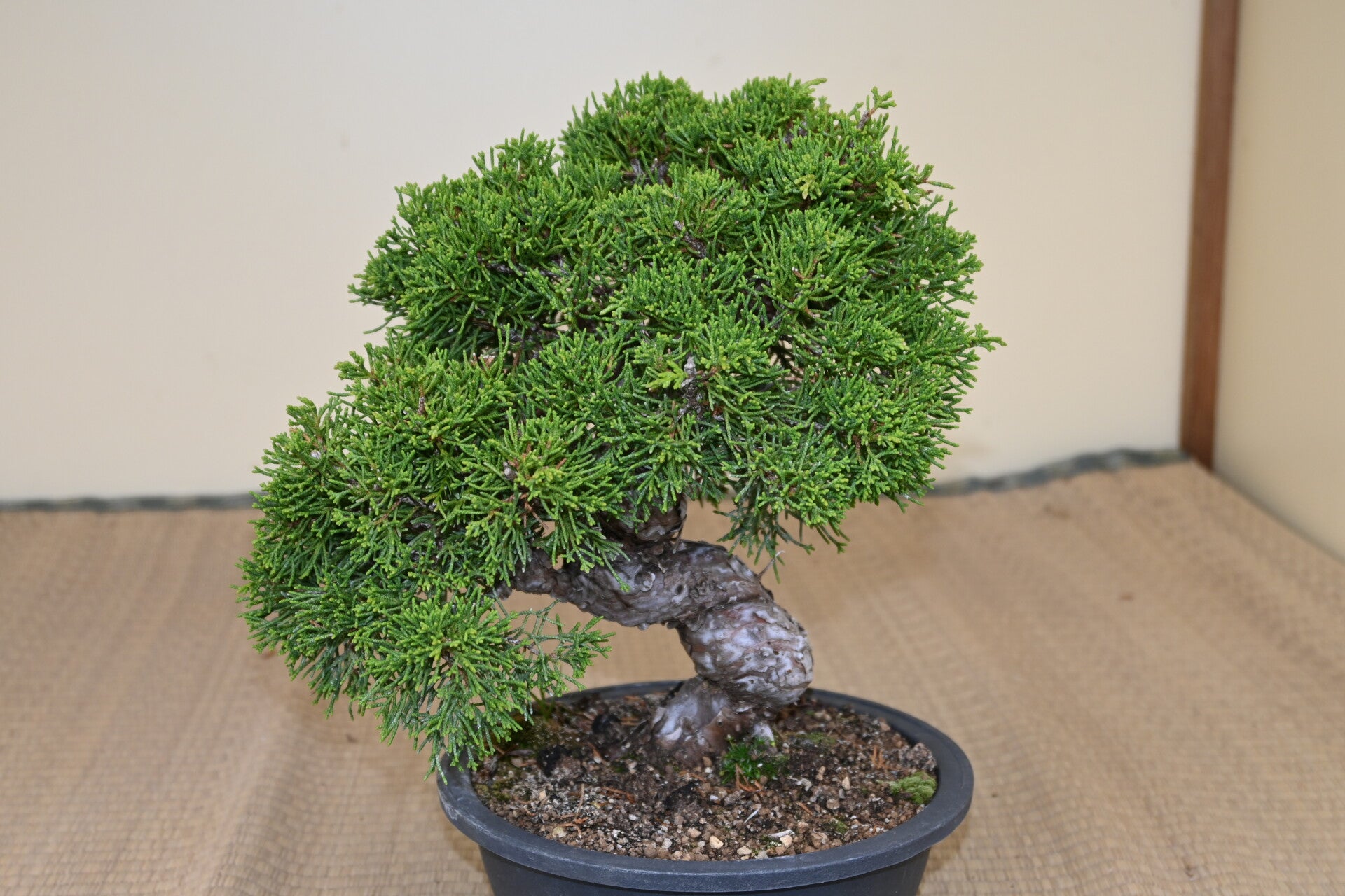 Juniperus Chinensis Itoigawa