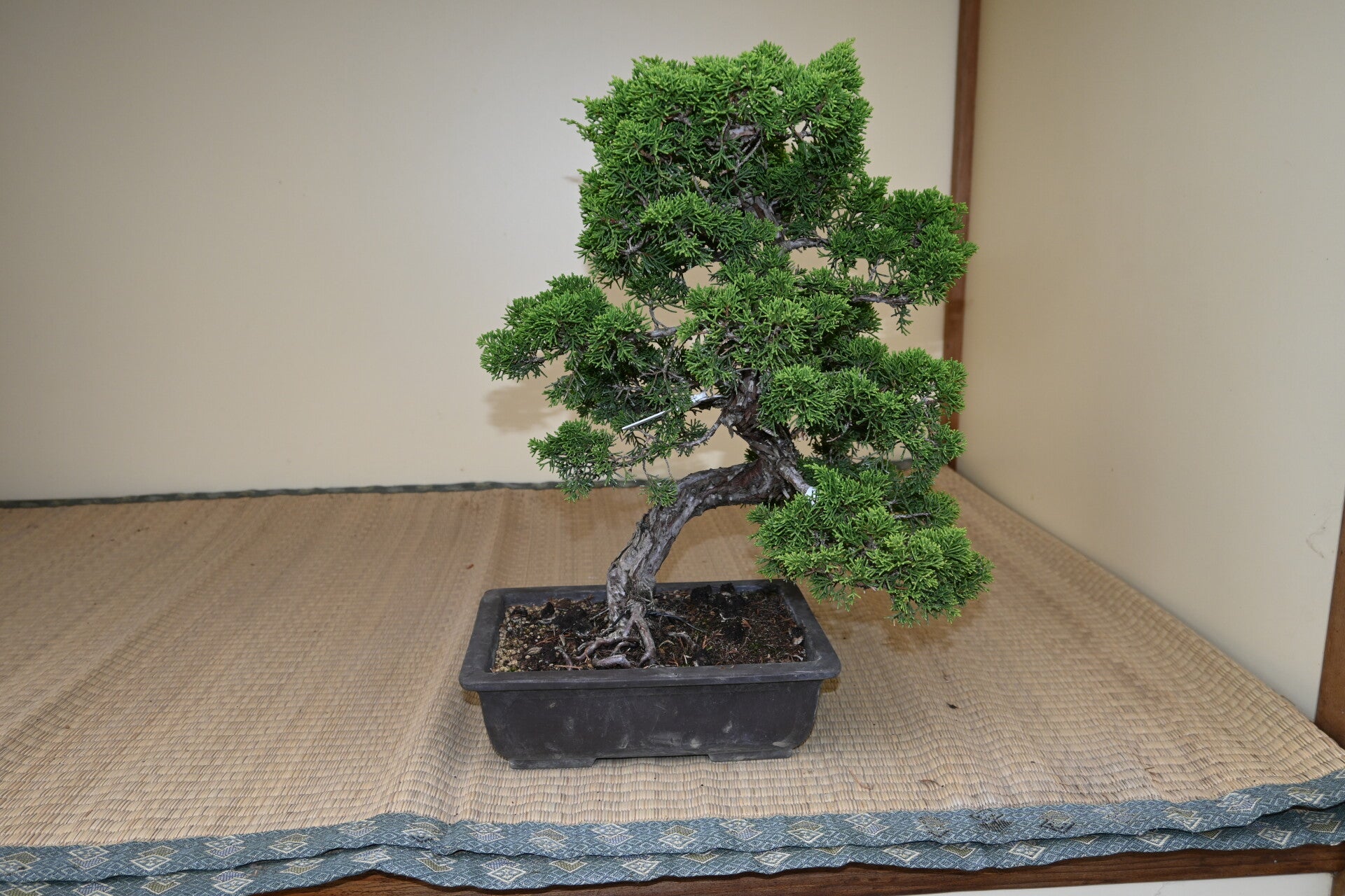 Juniperus Chinensis Itoigawa