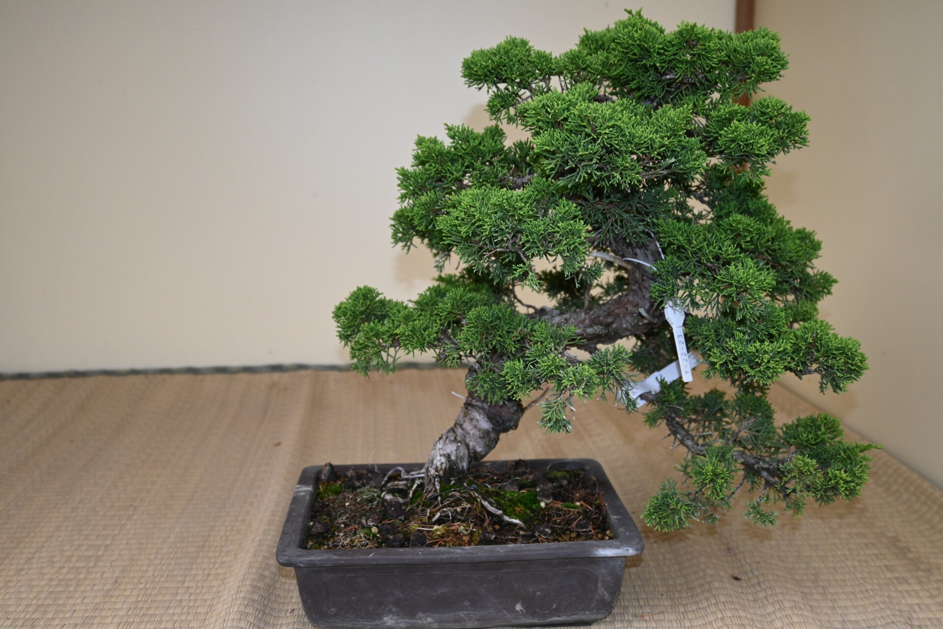 Juniperus  Chinensis  Itoigawa
