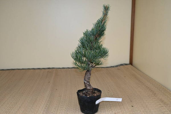 Pinus Parvifolia