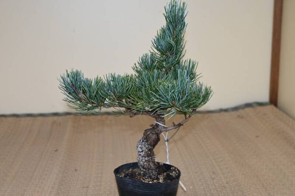 Pinus Parvifolia