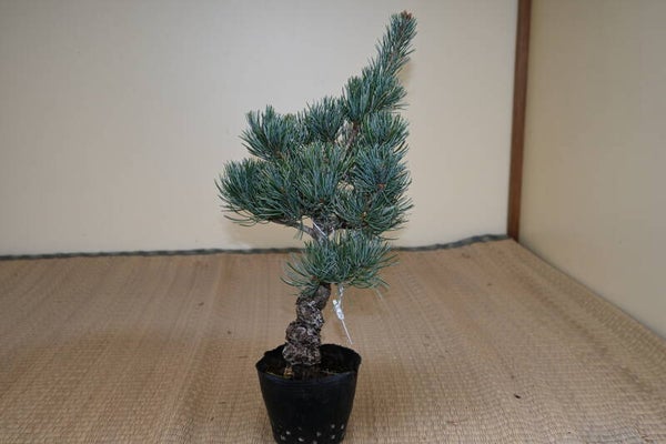 Pinus Parvifolia
